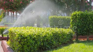 在自动灌溉系统的喷洒中给草坪浇水